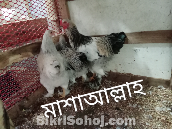 ব্রাহমা ও কোচিন মুরগি